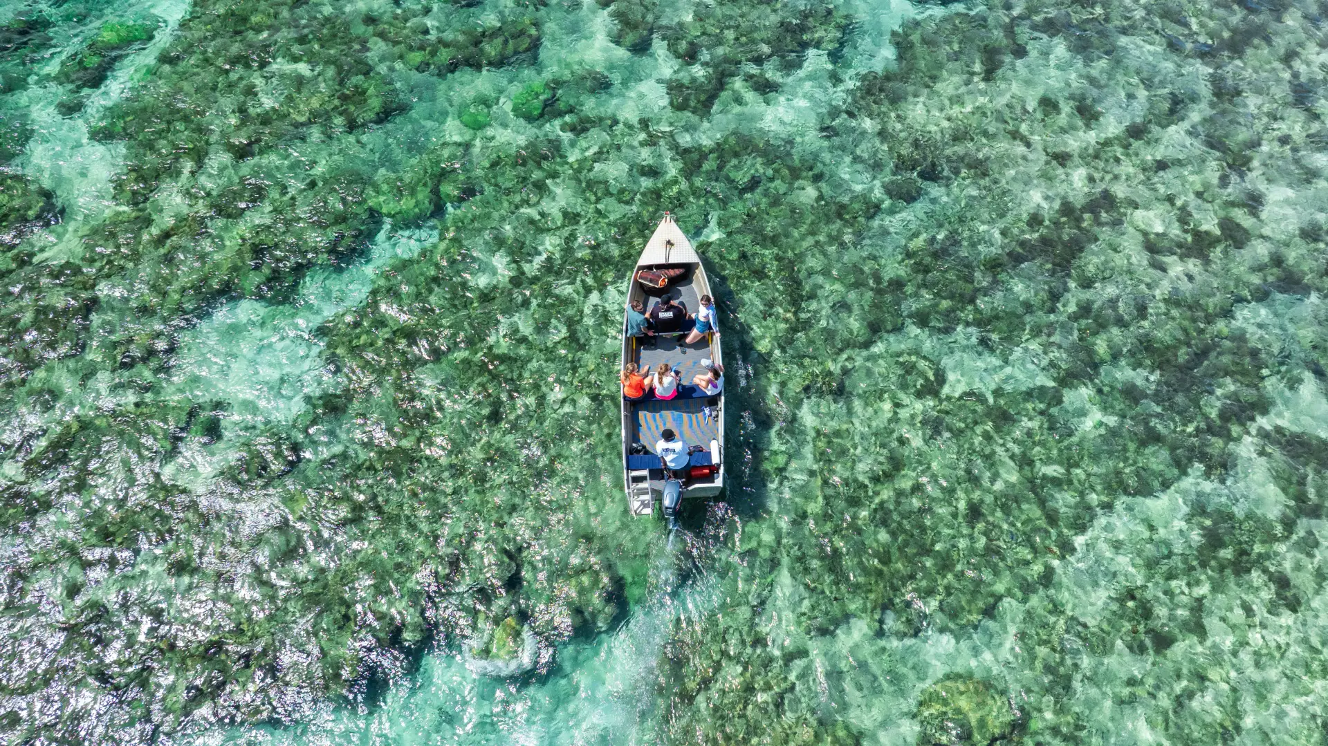Snorkelers from above