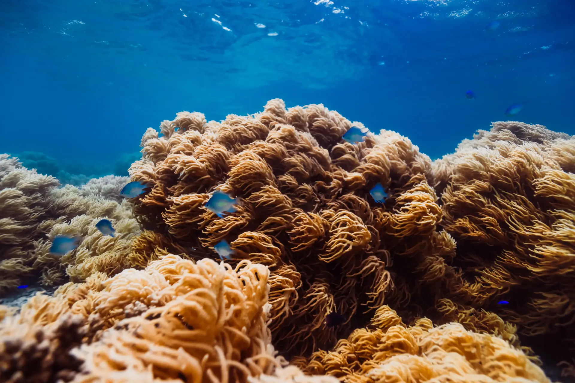 Fiji underwater reef