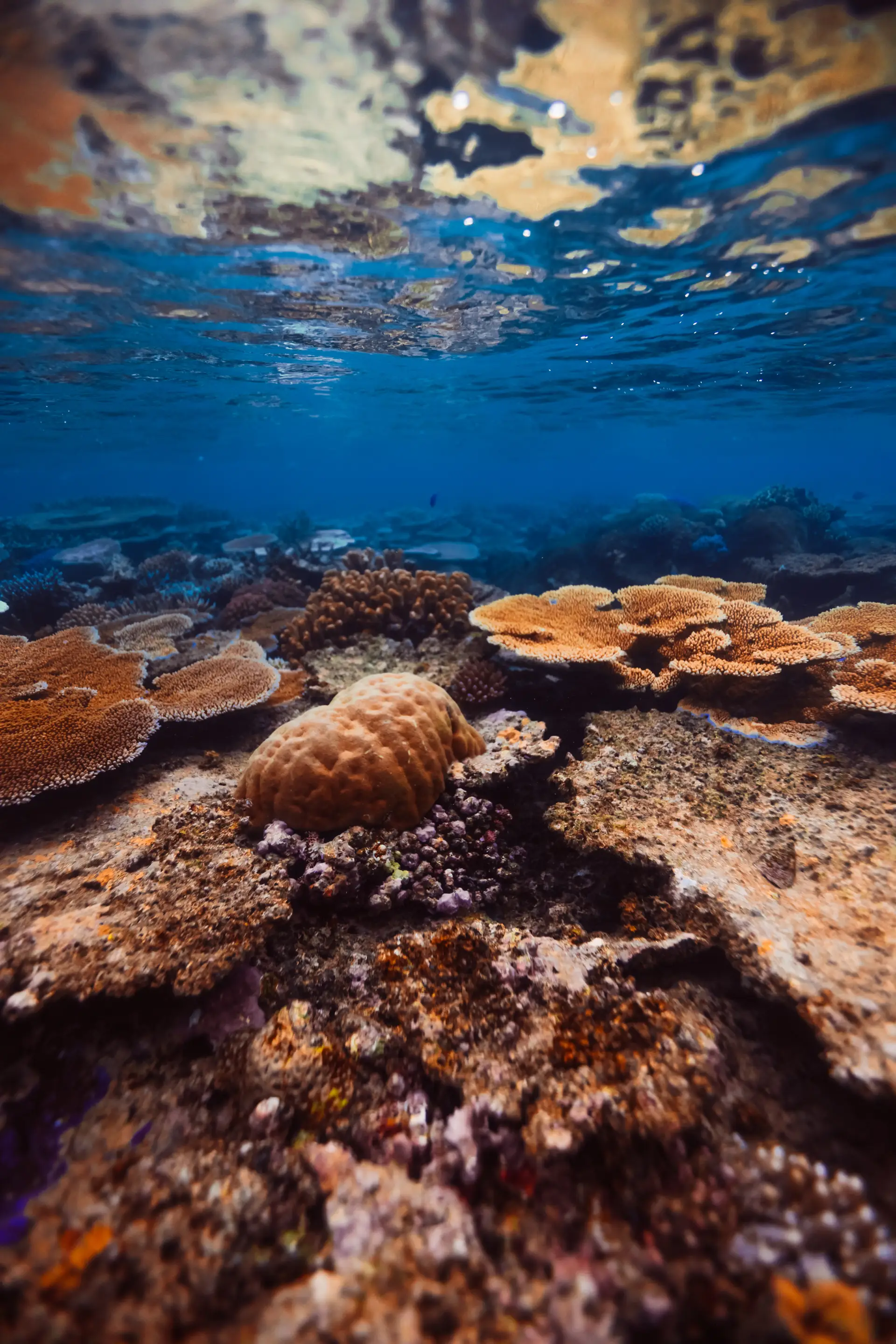 Coral Coast underwater snorkeling