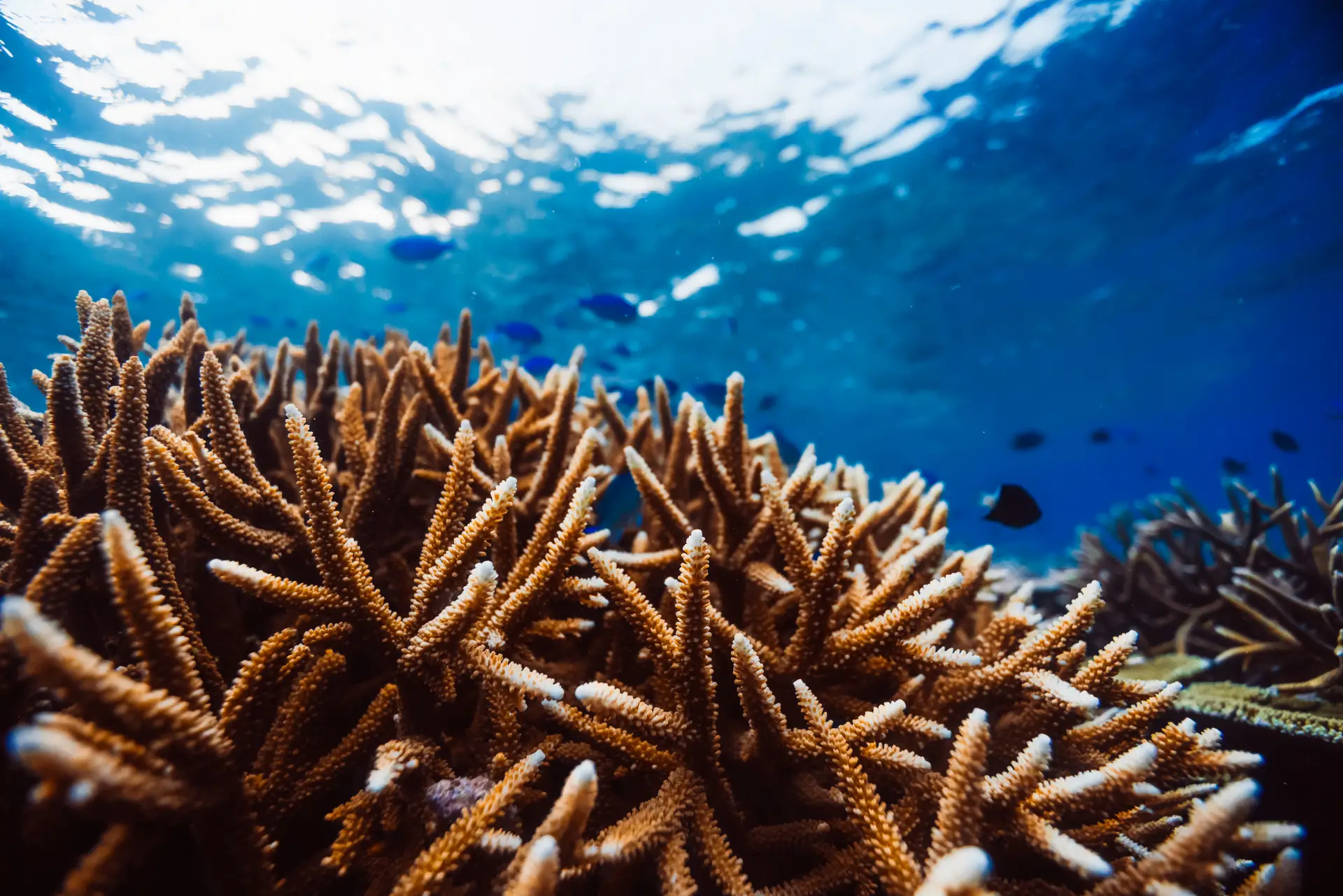 Snorkeling marine life